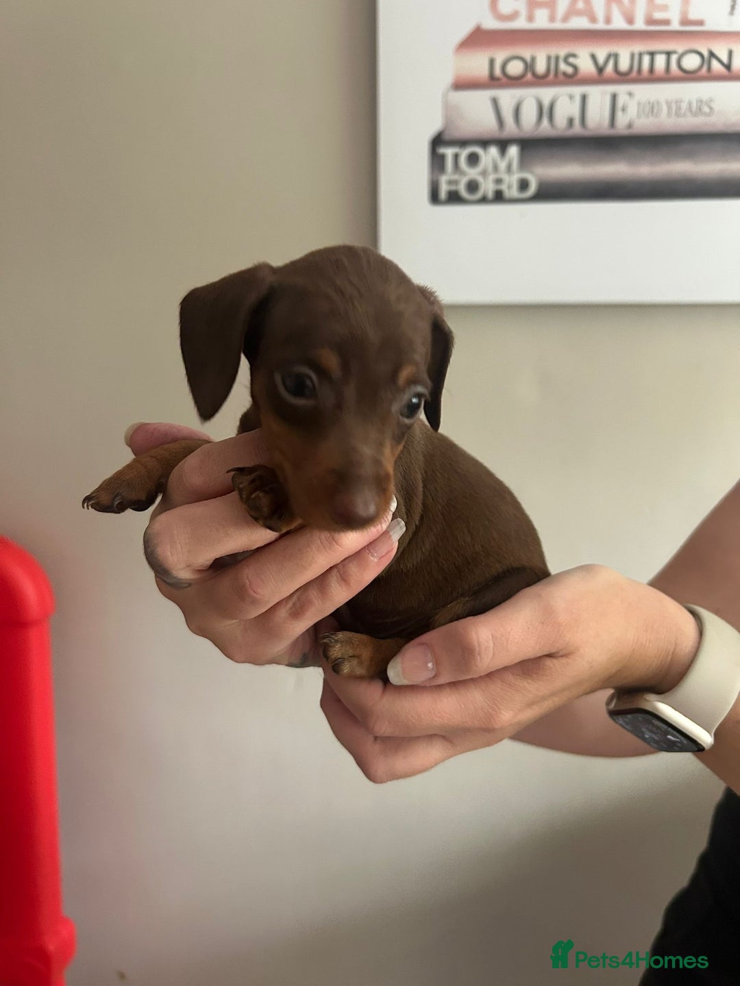 Miniature Dachshund dogs for sale: Beautiful daschund puppies - Image 9