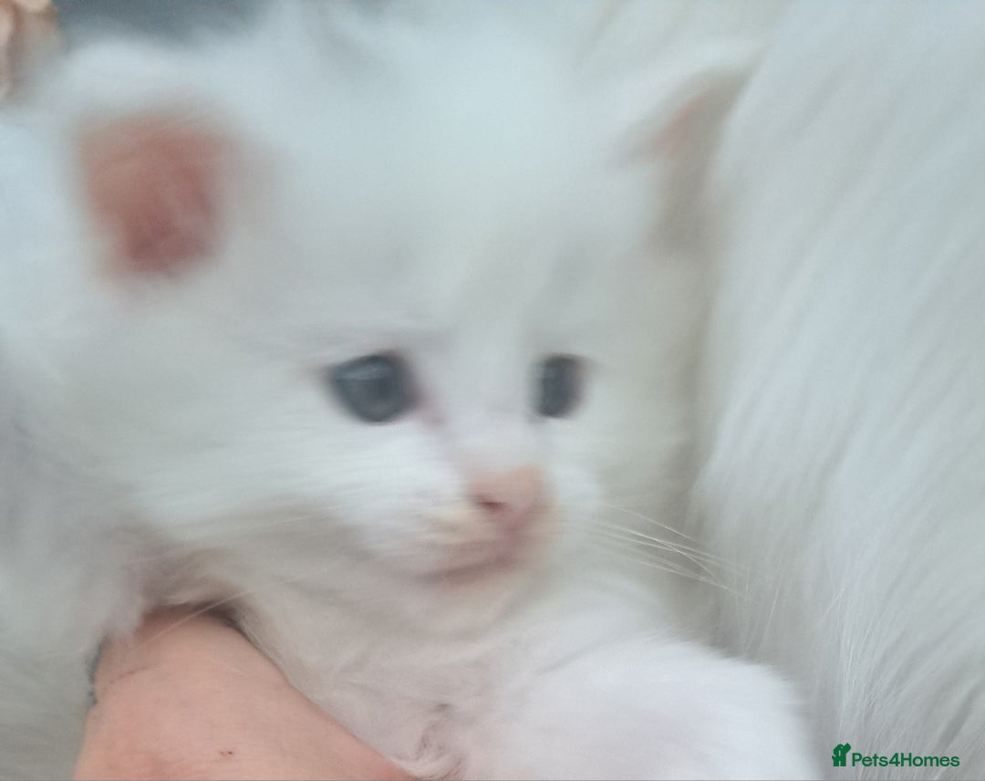 Maine Coon cats for sale: Pedigree maine coon kittens - Advert 1