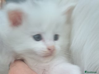 Maine Coon cats Pedigree maine coon kittens - Advert 1