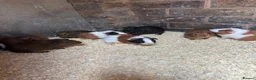 Guinea Pig rodents for sale: Baby guinea pigs  - Advert 14
