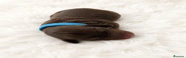 Light blue collar 