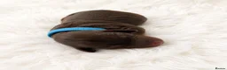 Dachshund dogs for sale: 🐾 Chocolate, Tan & Dapple Dachshund Puppies 🐾 - Advert 7