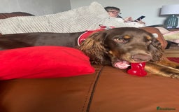 Cocker Spaniel dogs for sale: Beautiful 10 month old cocker spaniel  - Image 3