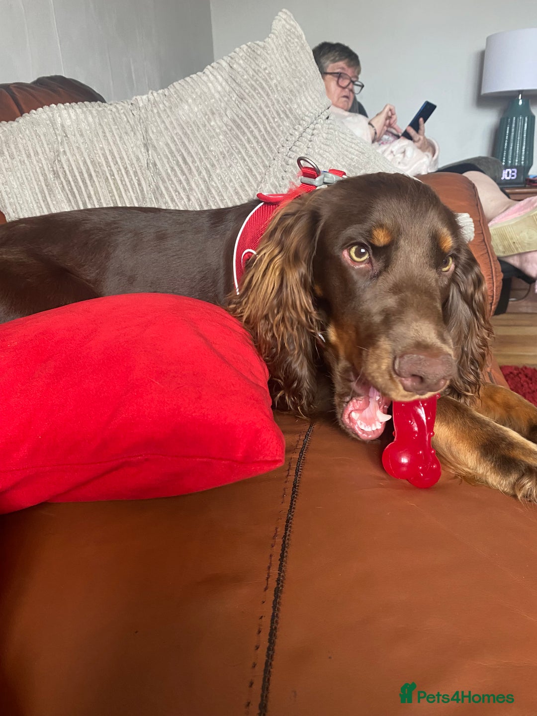 Cocker Spaniel dogs for sale: Beautiful 10 month old cocker spaniel  - Image 3