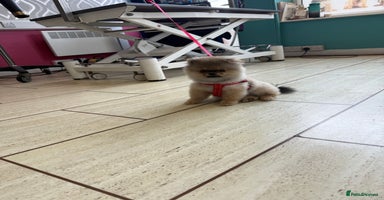 Pomeranian dogs - Advert 1