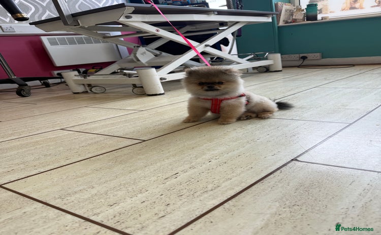 Pomeranian dogs - Advert 3