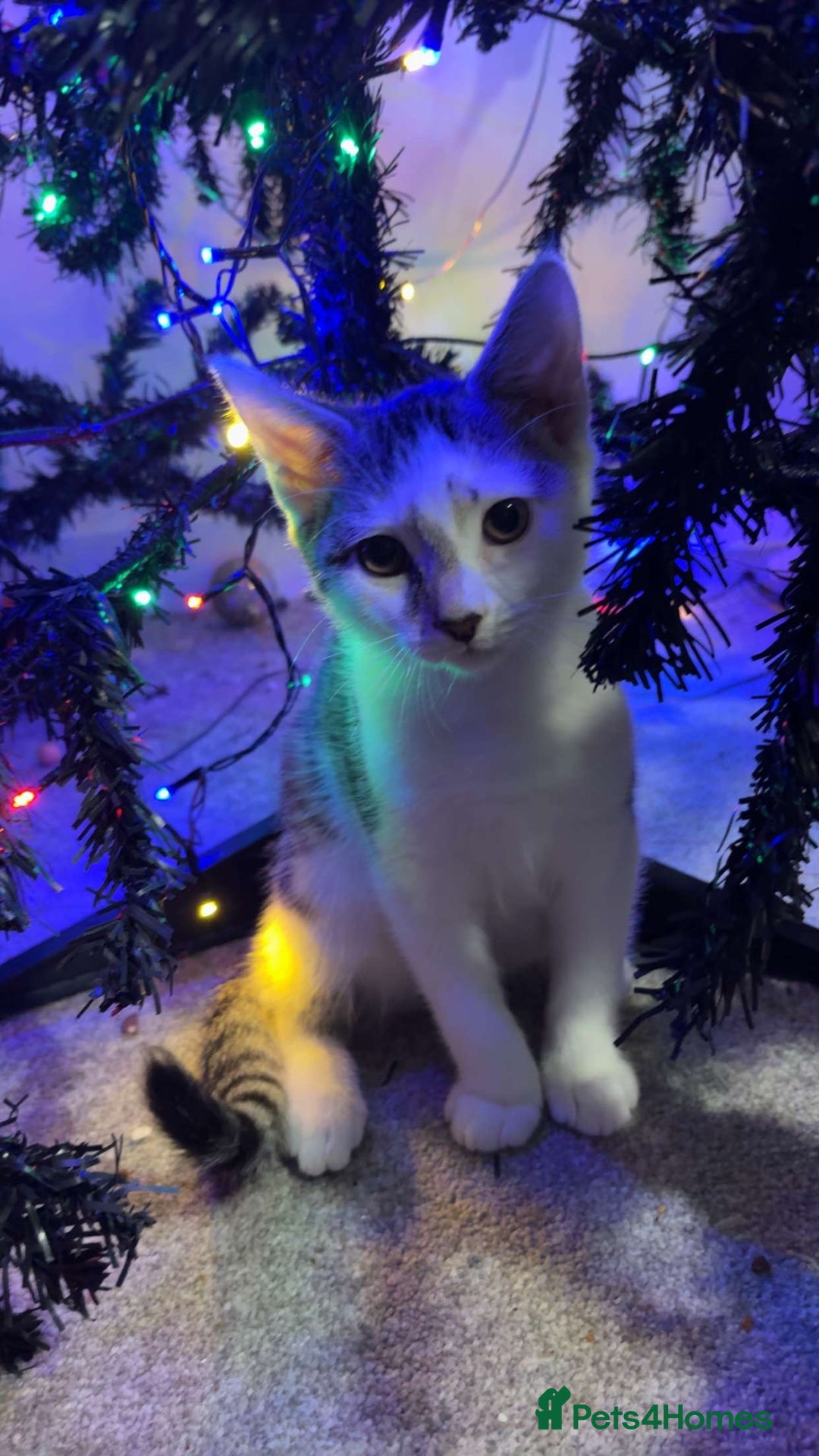 Mixed Breed cats for sale: 2 male kittens - Advert 6