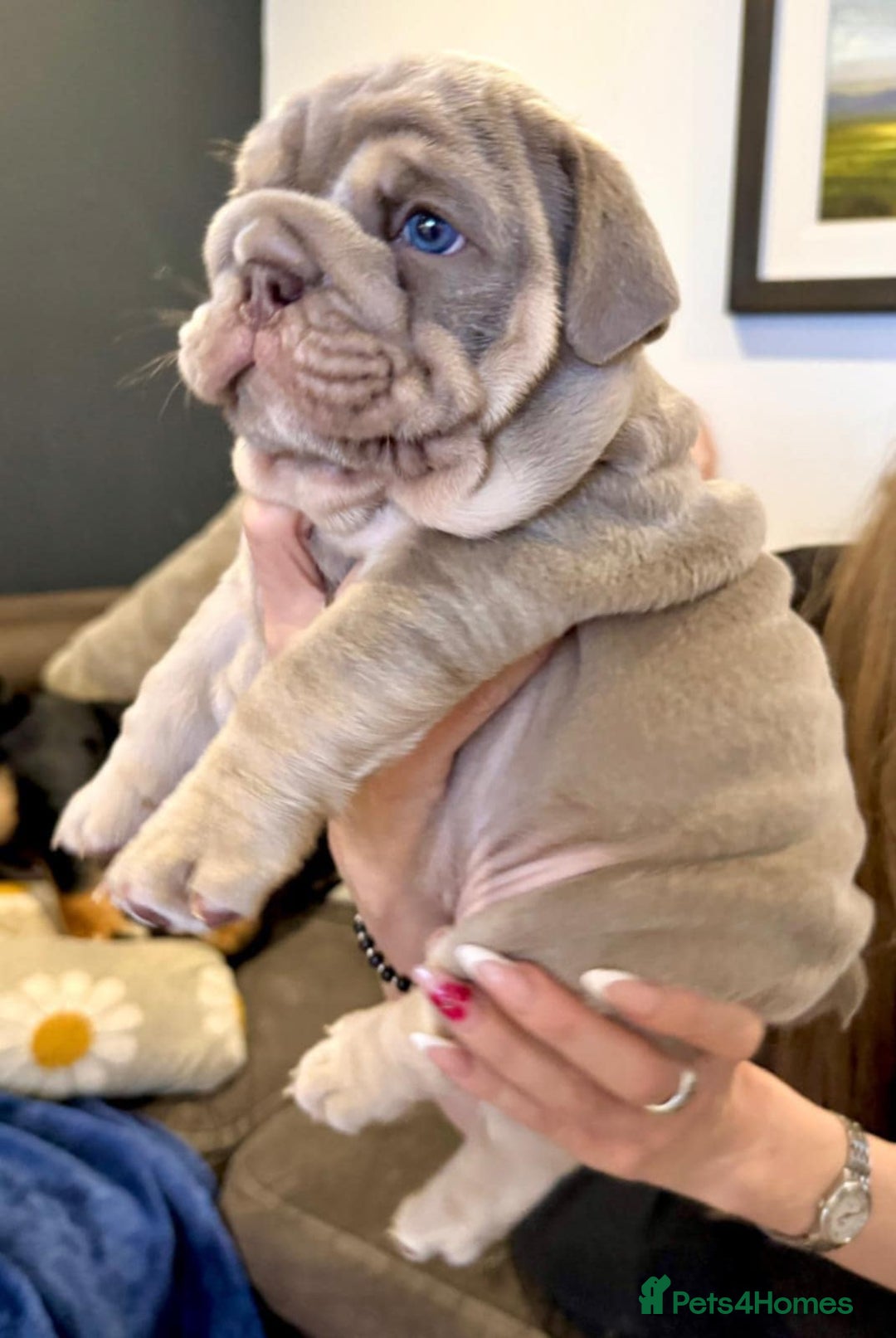 English Bulldog dogs for sale: Stunning  chunky English bulldog puppies  - Advert 8