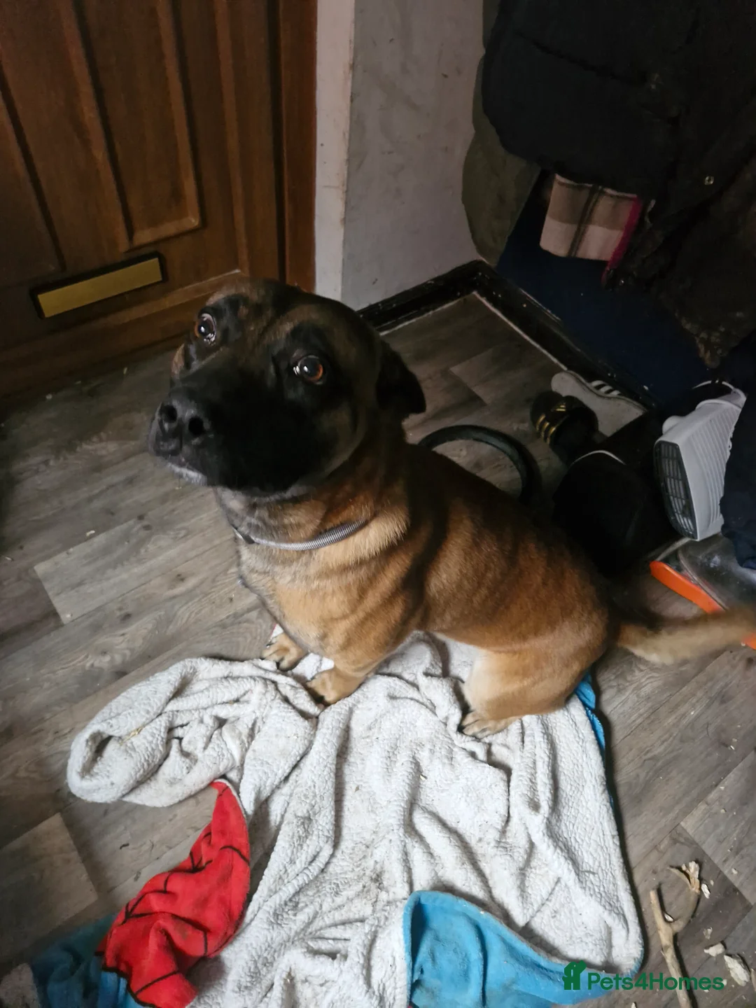 Belgian Shepherd Dog dogs for sale: Belgian Malinois  - Advert 4