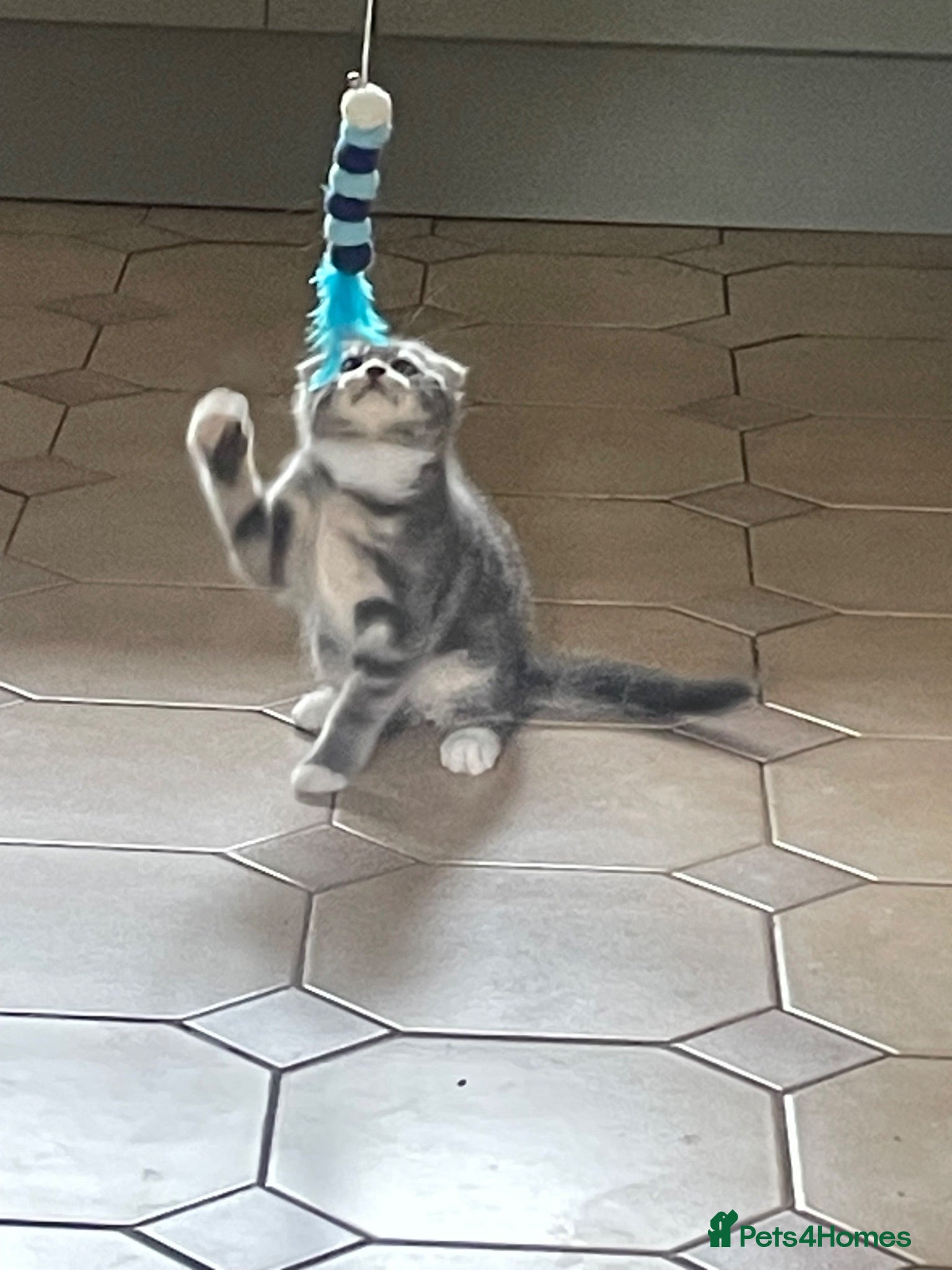 Scottish Fold cats 💙Scottish Fold boy💙 Ready soon!! - Advert 2