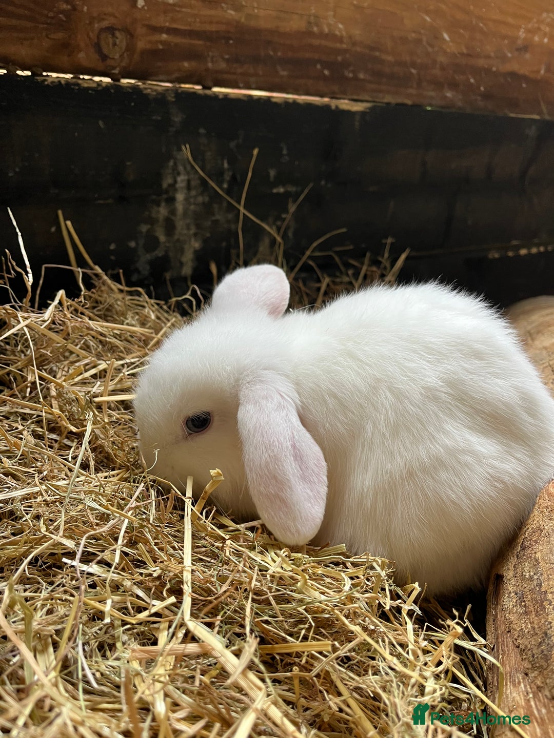Mixed Breed rabbits for sale: Mini lop, Lionhead & Netherland Dwarf mixes   - Advert 5