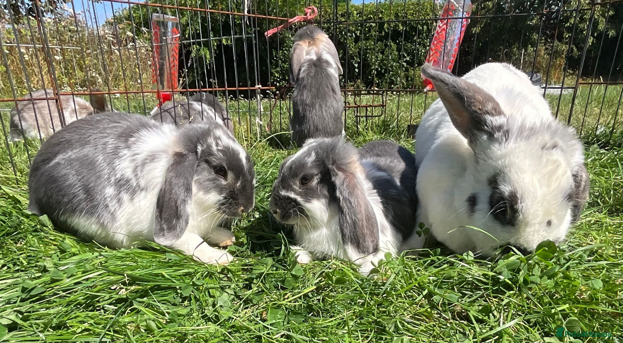 Mini Lop rabbits rabbit babies for sale - Advert 2