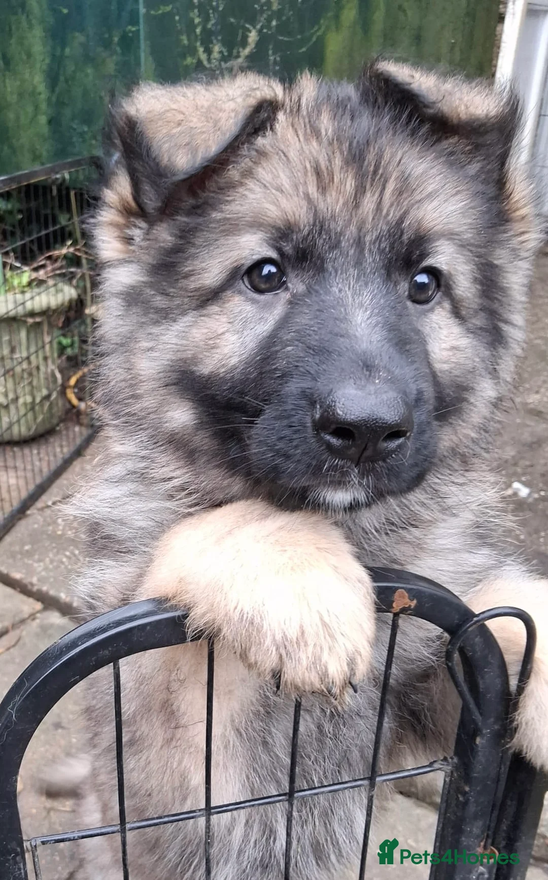 German Shepherd dogs for sale: Exceptional KC Health tested L/C Puppies  - Advert 6