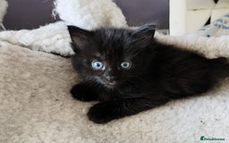Mixed Breed cats for sale: Stunning cheeky,ragdoll cross kittens - Image 2