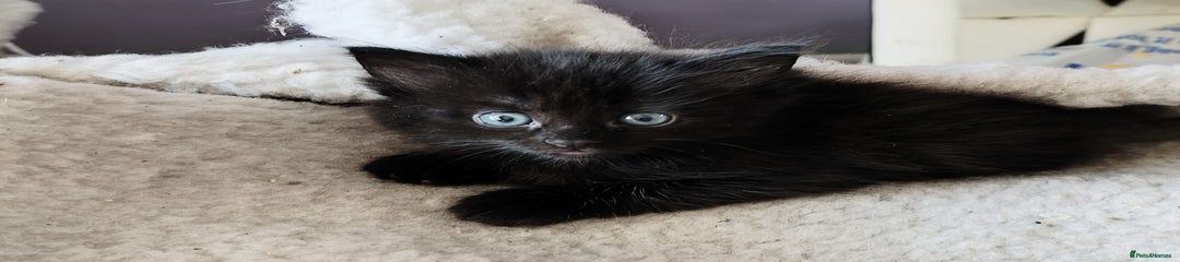 Mixed Breed Kitten 2