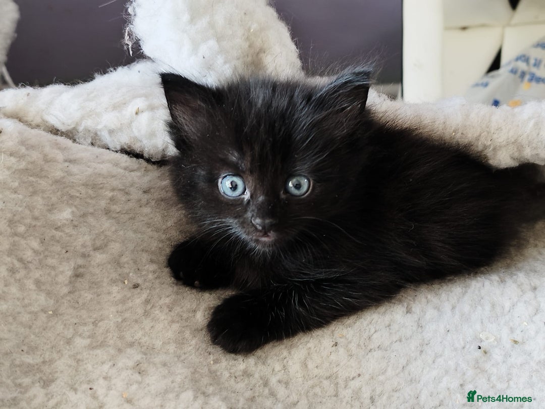 Mixed Breed cats for sale: Stunning cheeky,ragdoll cross kittens - Image 2