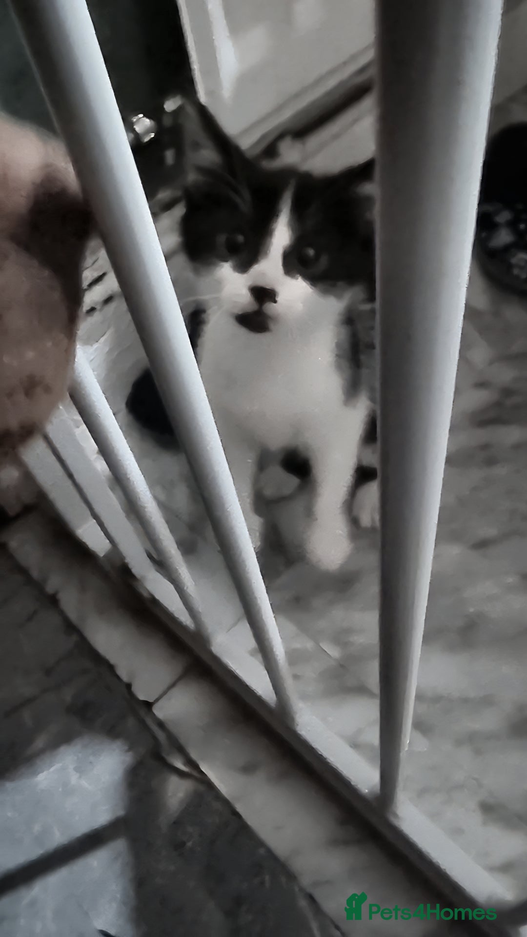 Mixed Breed cats for sale: 3x black and white kittens - Advert 5