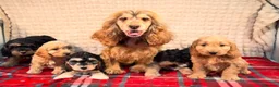 Cockapoo dogs for sale: STUNNING COCKAPOO PUPPIES READY NOW  - Advert 7