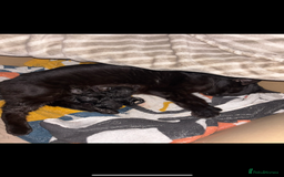 Domestic Shorthair cats for sale: 4 female domestic shorthair kittens - Image 3
