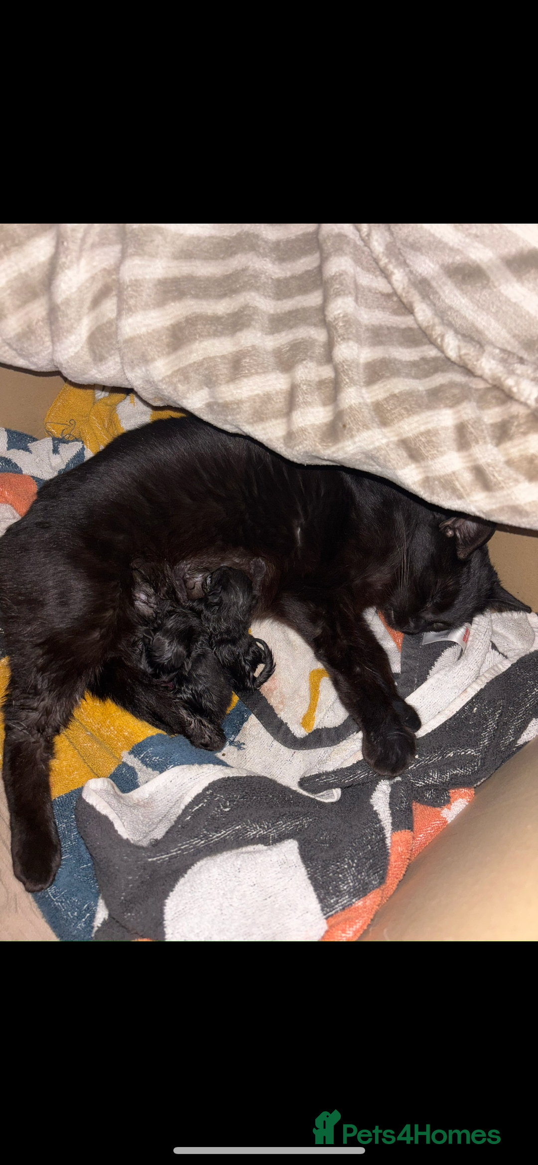 Domestic Shorthair cats for sale: 4 female domestic shorthair kittens - Image 3