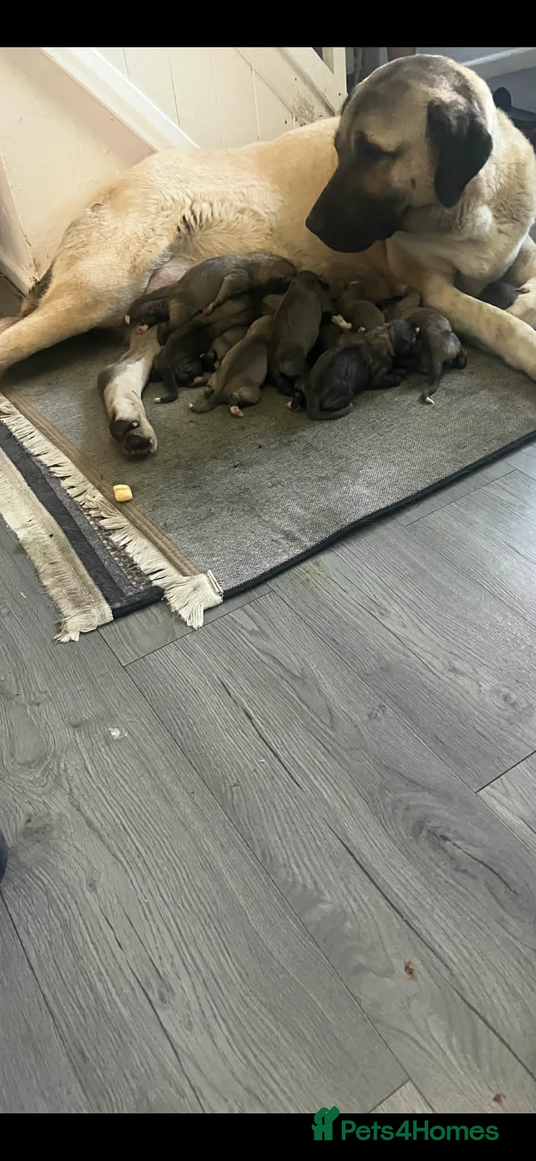 Turkish Kangal dogs for sale: I how Turkish kanga for sale  - Advert 4