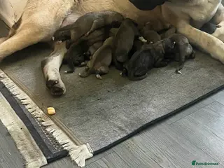 Turkish Kangal dogs I how Turkish kanga for sale - Advert 1