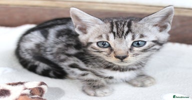 Bengal cats - Advert 10