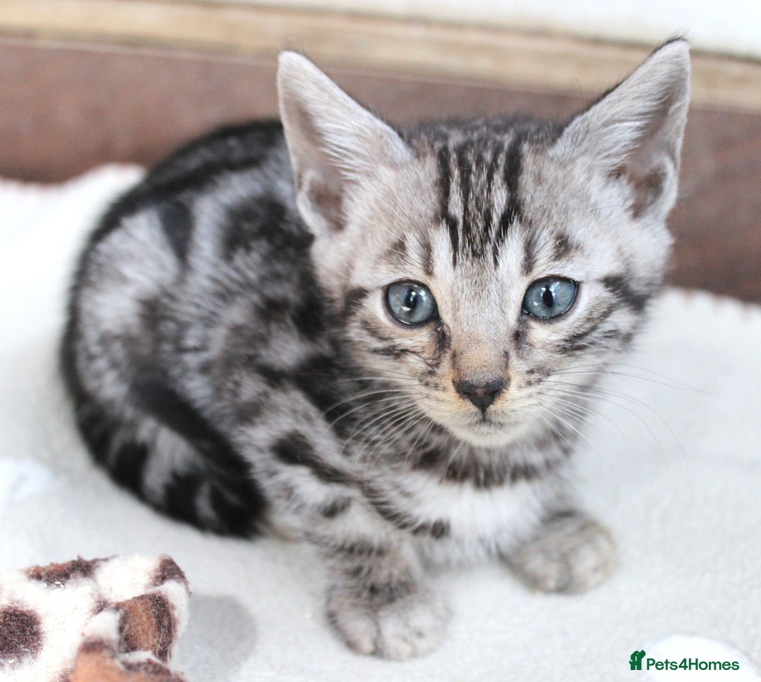 Bengal cats for sale: 2 CUTE SILVER FEMALE BENGAL KITTENS (TICA REG) - Image 2