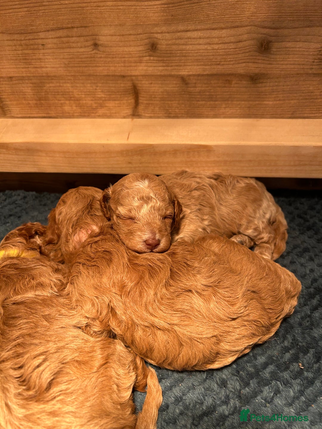 Cavapoo dogs for sale: Cavapoo Puppies for Sale - Image 12