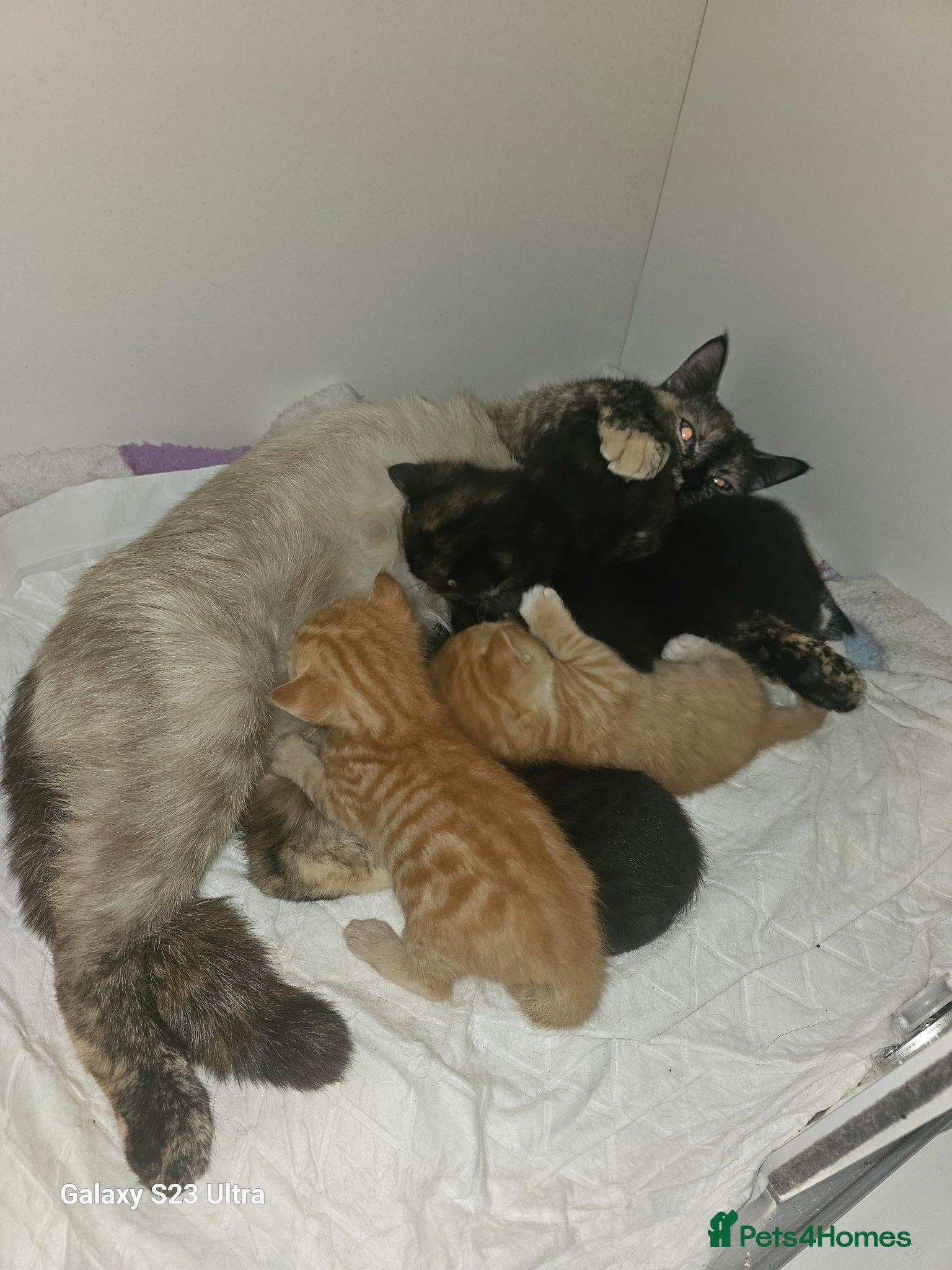 British Shorthair cats Kitens for sale - Advert 2