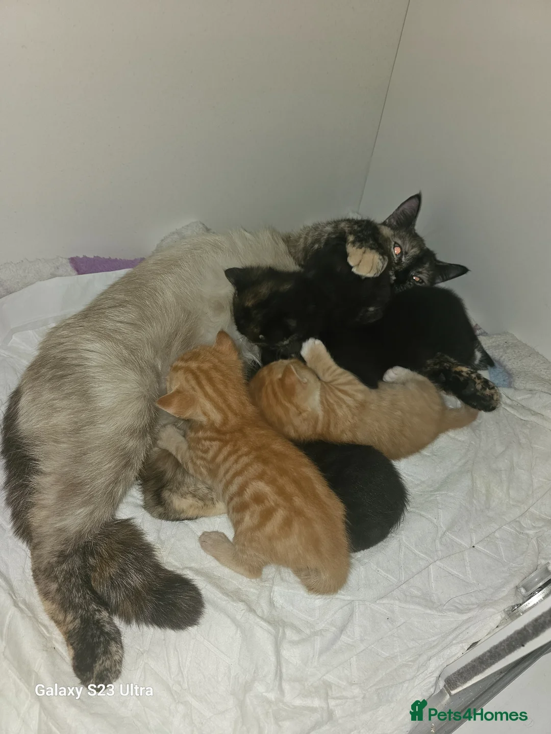 British Shorthair cats for sale: Kitens for sale in Liverpool - Advert 1