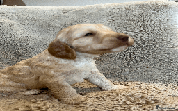 Cockapoo dogs for sale: cockapoo F1 - Image 23