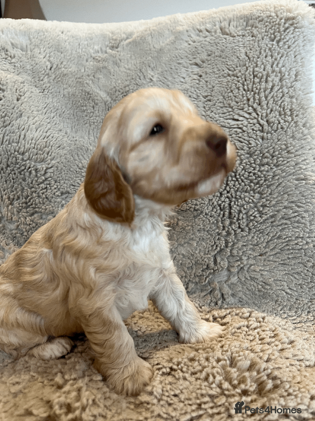 Cockapoo dogs for sale: cockapoo F1 - Image 23