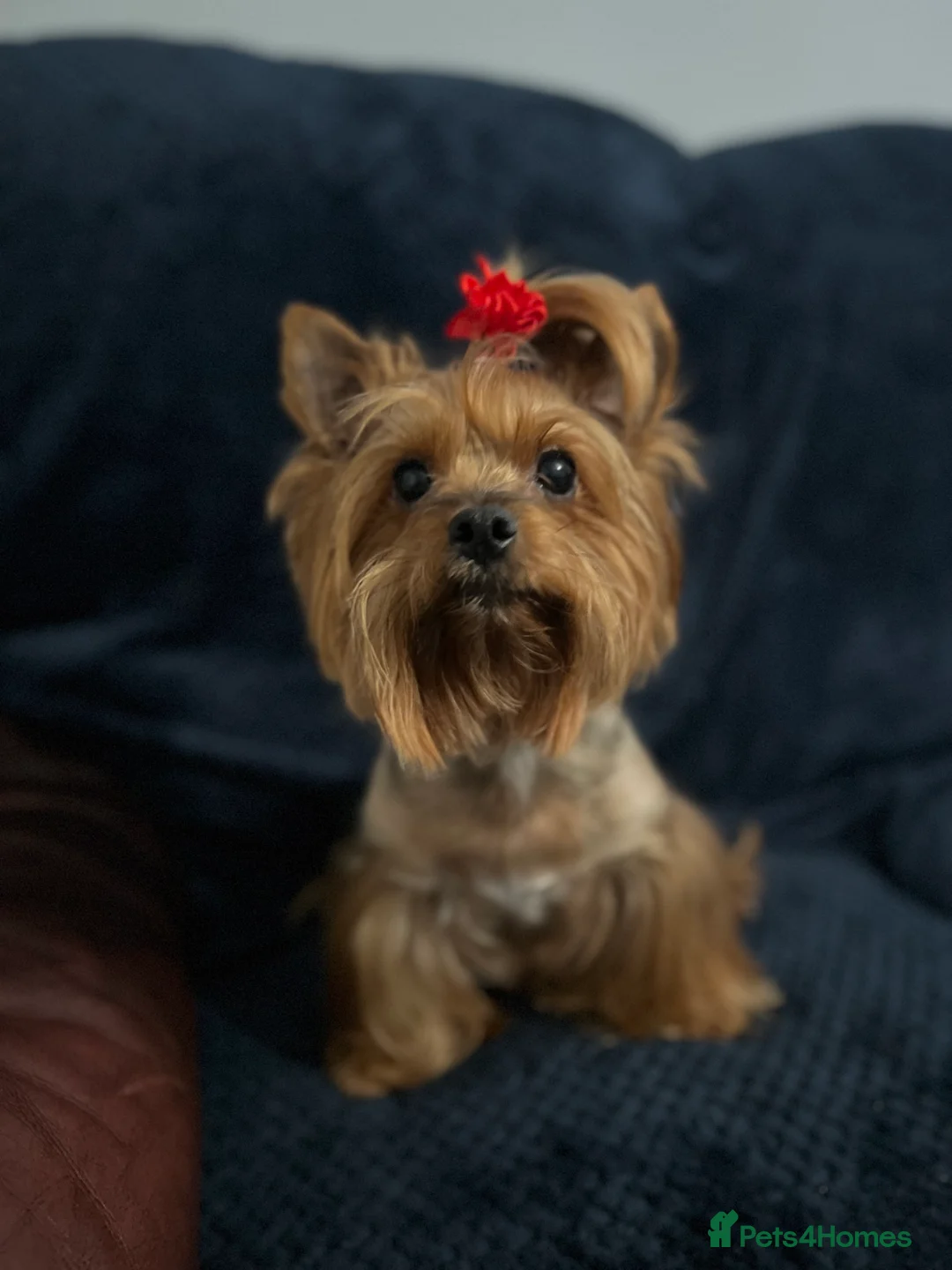 Yorkshire Terrier dogs for sale: Yorkshire terrier  - Advert 3