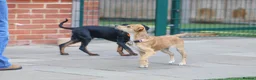 Mixed Breed dogs for adoption: Lovely Little Lotus - Advert 12