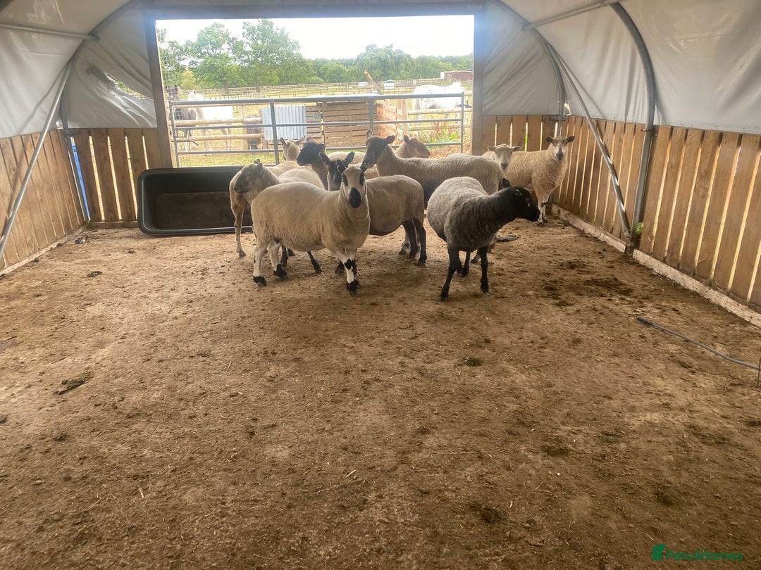 Sheep livestock for sale: 12 Ewes  - Image 10