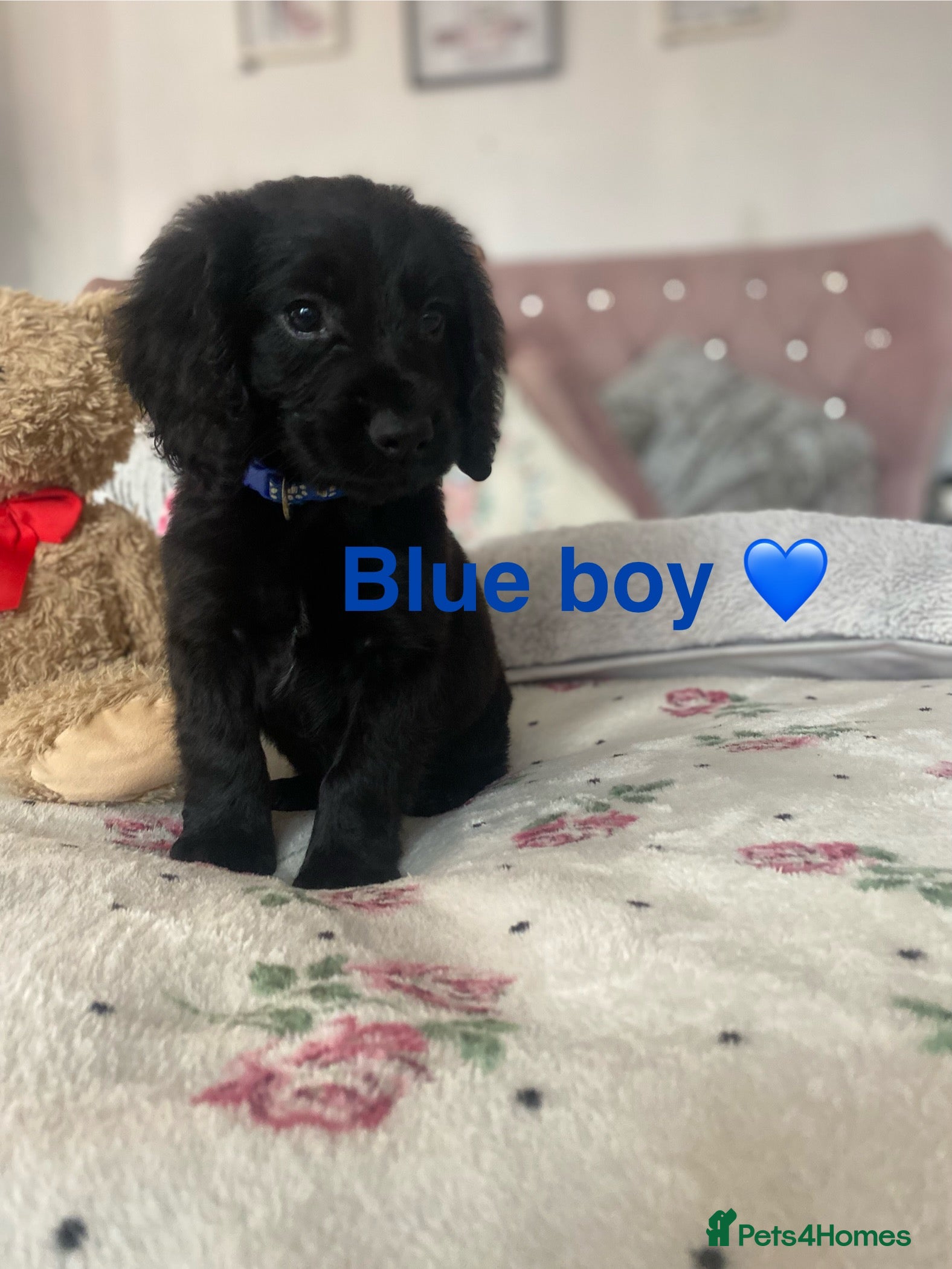 Cockapoo dogs Cockapoo puppies 💜 - Advert 3