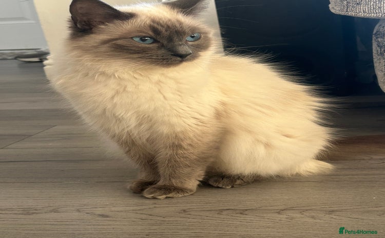 Ragdoll cats - Advert 10