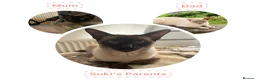 Siamese cats for sale: 1 Siamese Girl Kitten Left - Advert 6