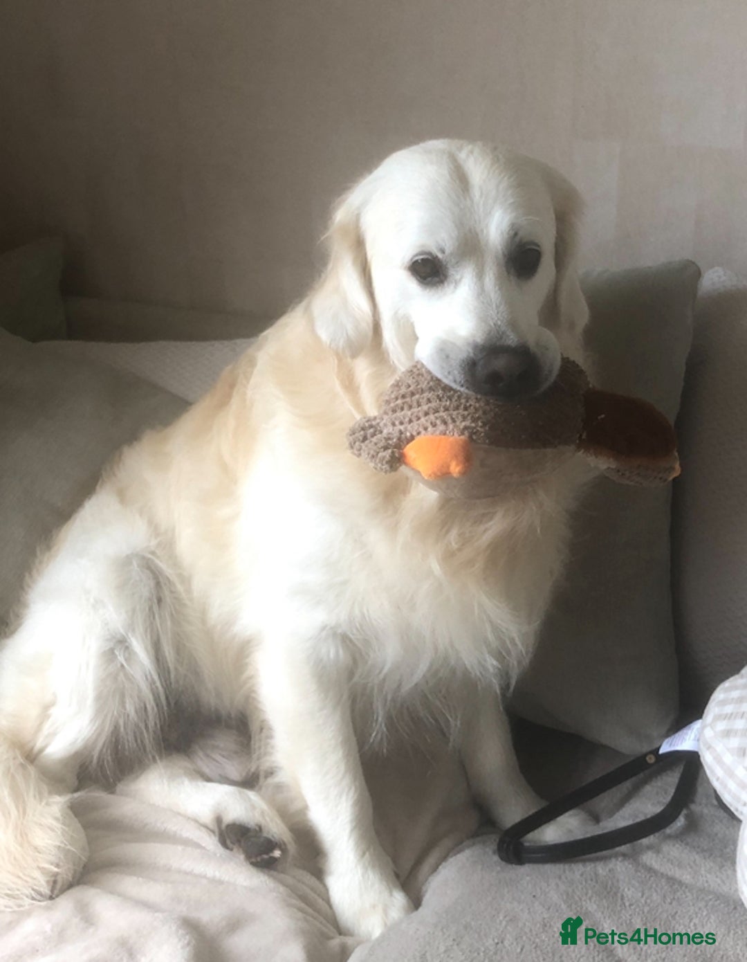 Golden Retriever dogs for stud: Beautiful golden retriever for stud  - Image 15