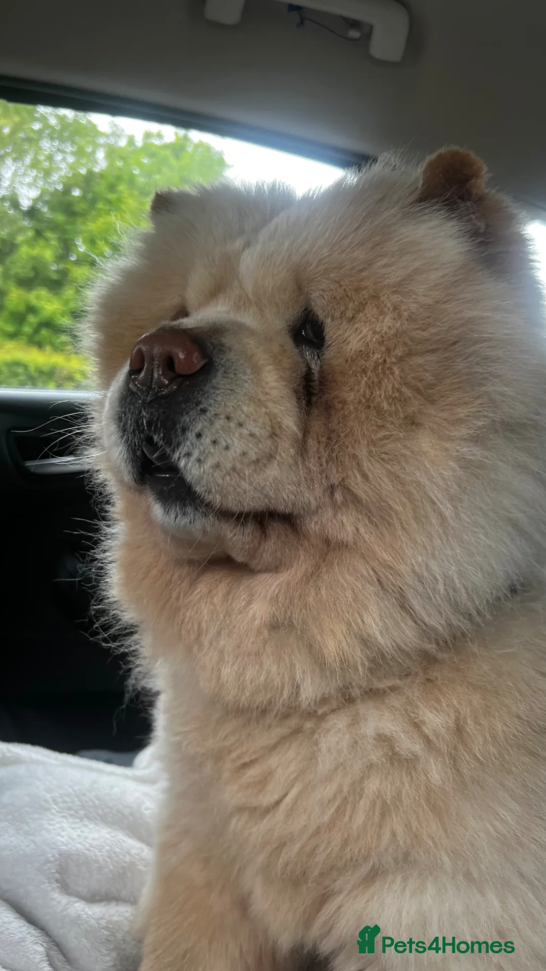 Chow Chow dogs for sale: chow chow - Advert 2