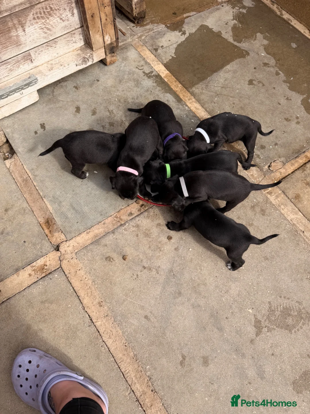 Mixed Breed dogs for sale: Beagle x patterdale in Sheffield - Advert 2