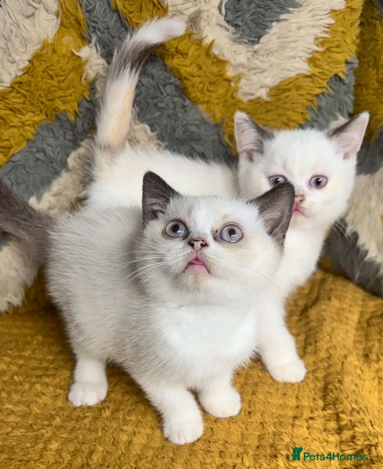 British Shorthair cats Stunning British shorthair kittens - Advert 1
