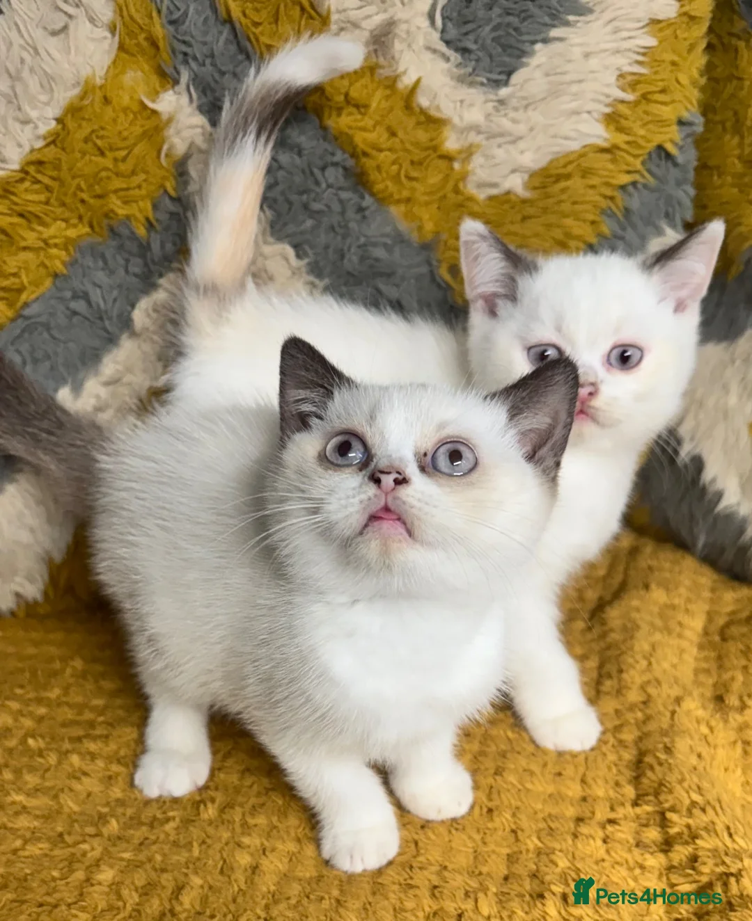 British Shorthair cats for sale: Stunning British shorthair kittens - Advert 1