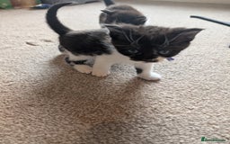 Maine Coon cats for sale: Kittens for sale - Image 8