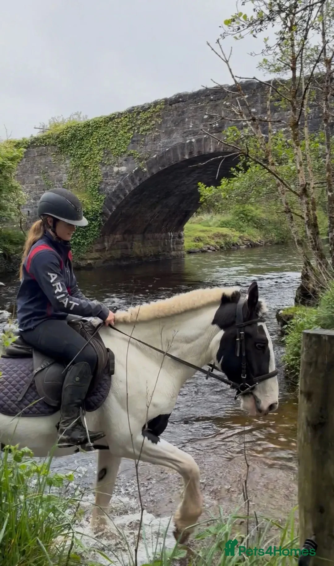 Irish Cob horses for sale: Beautiful Two Mare ponies for sale  in Bristol - Advert 2