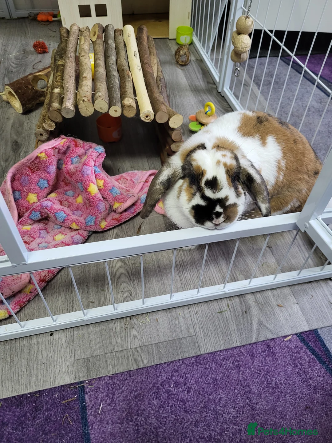 Mini Lop rabbits for sale: Mini lop rabbit  in Cheadle - Advert 2