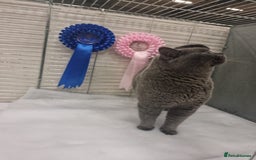 British Shorthair cats for sale: GCCF registered Champion bloodline BSH kittens - Image 11