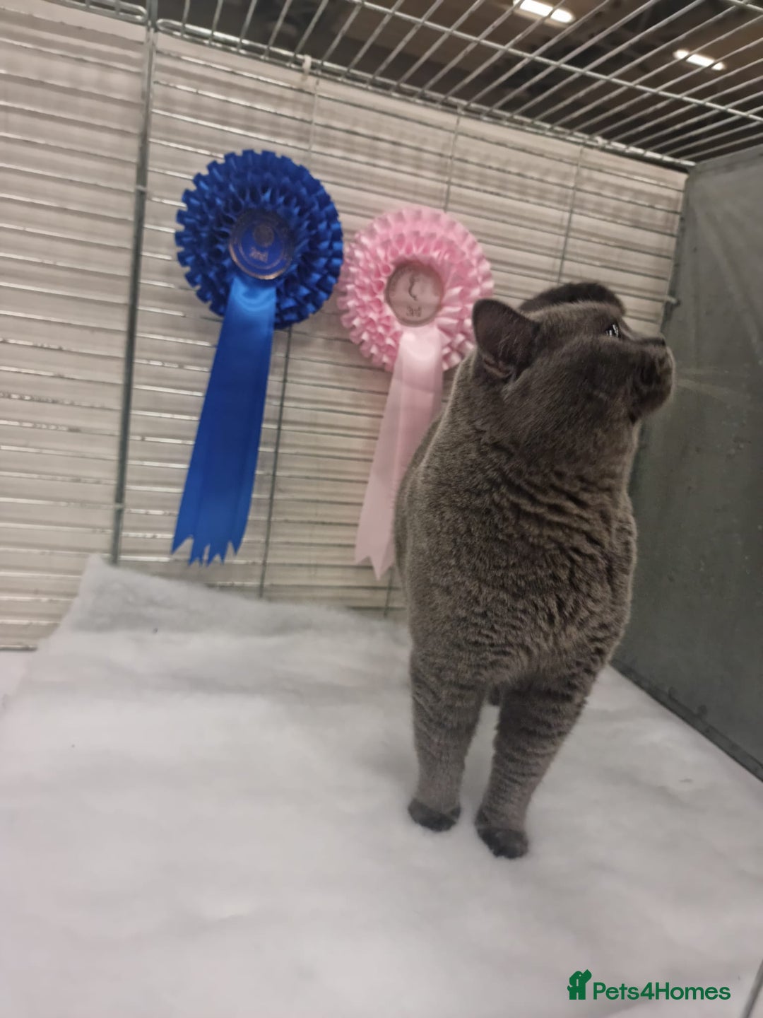 British Shorthair cats for sale: GCCF registered Champion bloodline BSH kittens - Image 11