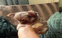 Chihuahua dogs for sale: Gorgeous Fluffy Chihuahua Puppy - Image 13